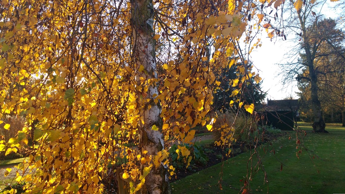 img_20161116_083451140