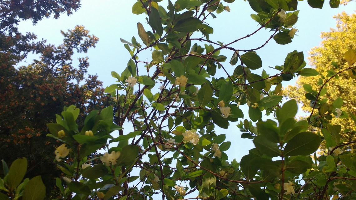 IMG_20170309_132147635