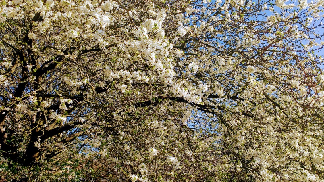 IMG_20170315_123002044