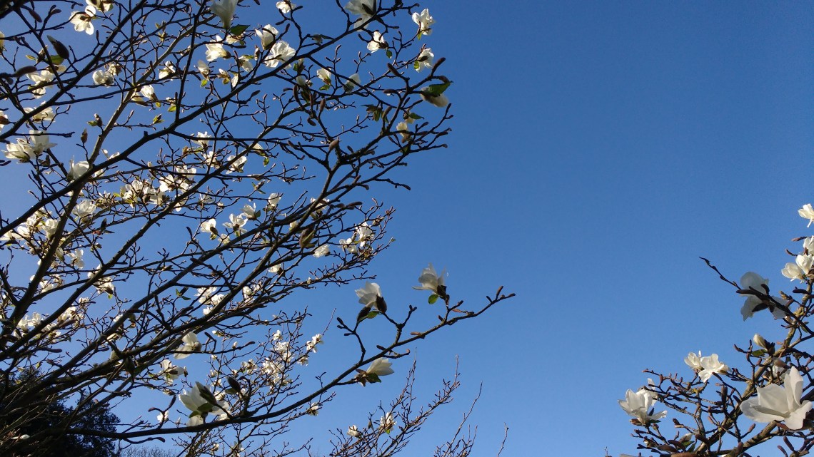 IMG_20170321_084304078