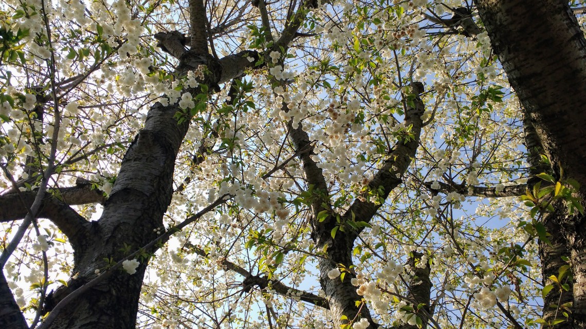 IMG_20170408_143050601