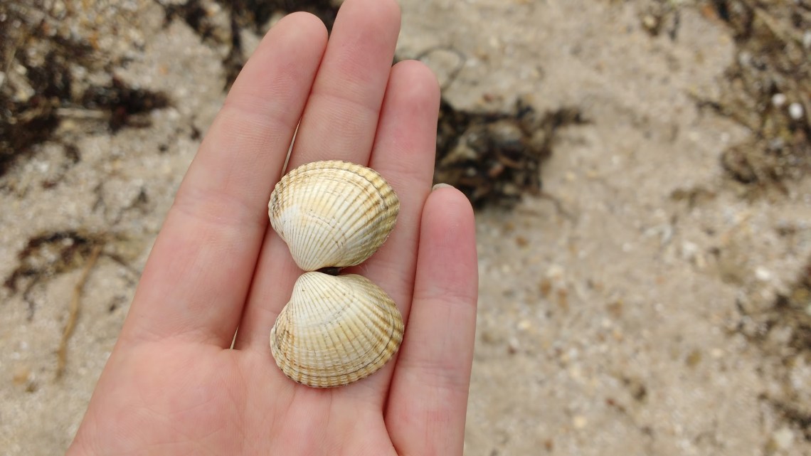 shells