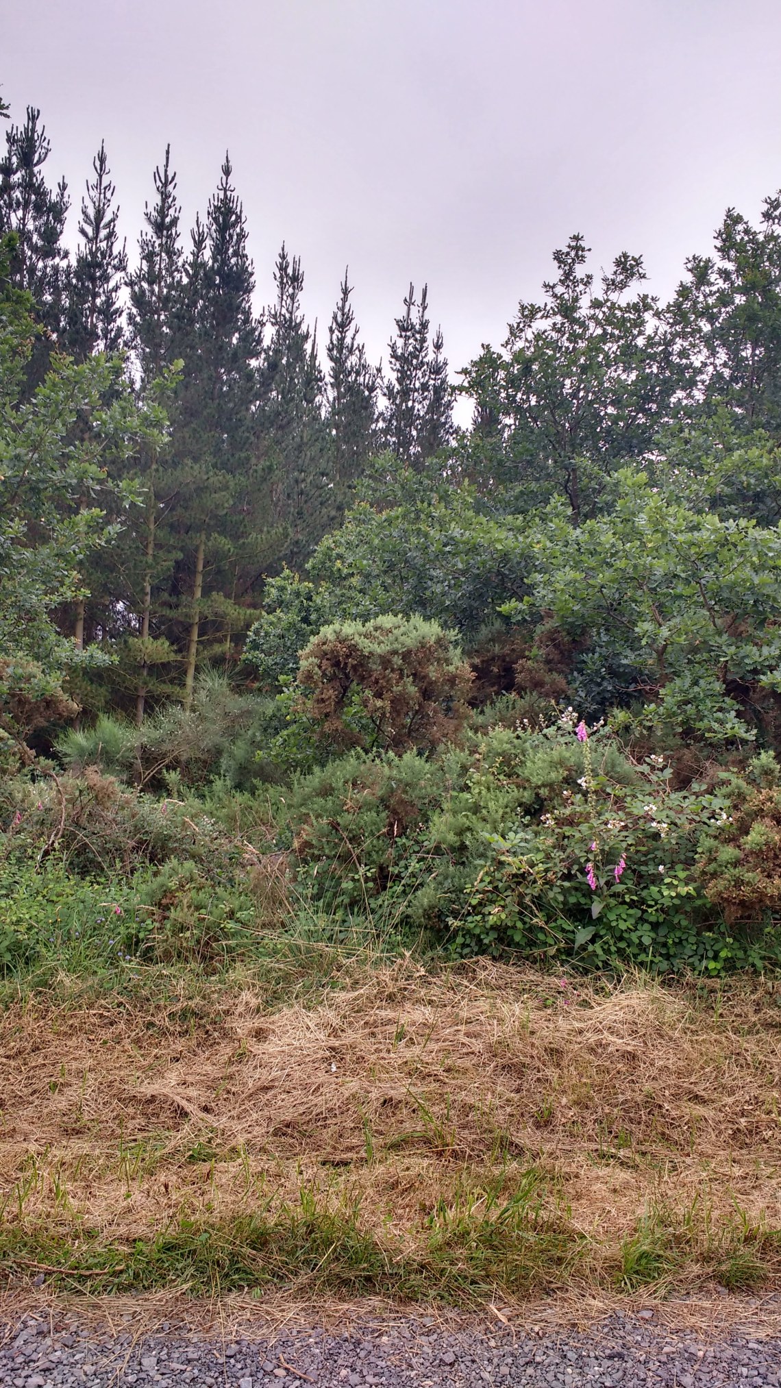 img_20180706_102513995_hdr